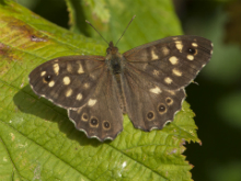Speckled Wood 2016 - Bob Clift