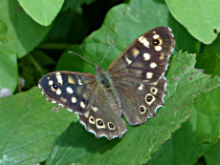 Speckled Wood 2017 - Peter Clarke