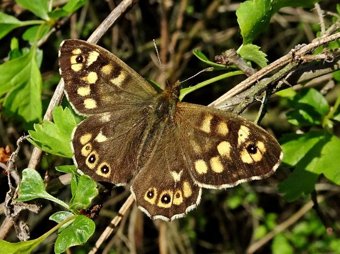 Speckled Wood 30Mar19 - Dave Miller