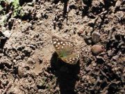 Speckled Wood 2001 - Linda Chandler