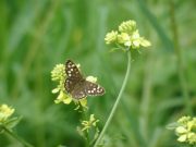 Speckled Wood 2001 - Nick Sampford