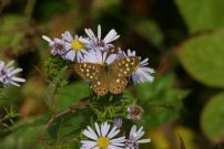 Speckled Wood 2003 - Nick Sampford