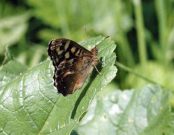 Speckled Wood 2004 - Douglas Penn