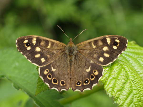 Speckled Wood (m) 2005 - Lee Browne