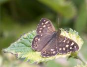 Speckled Wood 2005 - Liz Goodyear