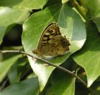 Speckled Wood 2007 - Andrew Wood