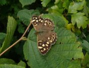 Speckled Wood 2007 - Steve Lane