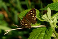 Speckled Wood 2007 - Simon Rasch