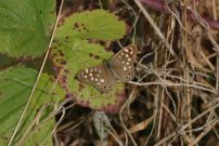 Speckled Wood 2003 - Nick Sampford