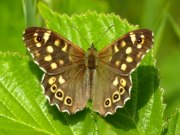 Speckled Wood 2009 - Sezar Hikmet