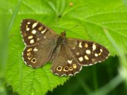 Speckled Wood 2009 - Sezar Hikmet