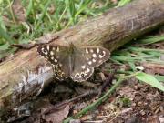 Speckled Wood 2005 - David Gompertz