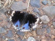 Australian butterfly 2010 - Malcolm Hull