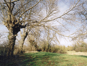 The Black Poplars