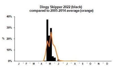 Dingy Skipper branch phenology