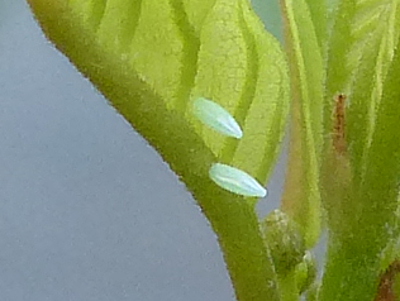Brimstone eggs garden 5May16
