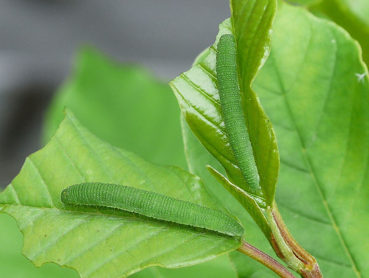 Bromstone larvae garden 4Jun16