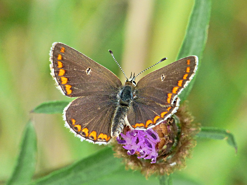 Brown Argus ab. smnellini