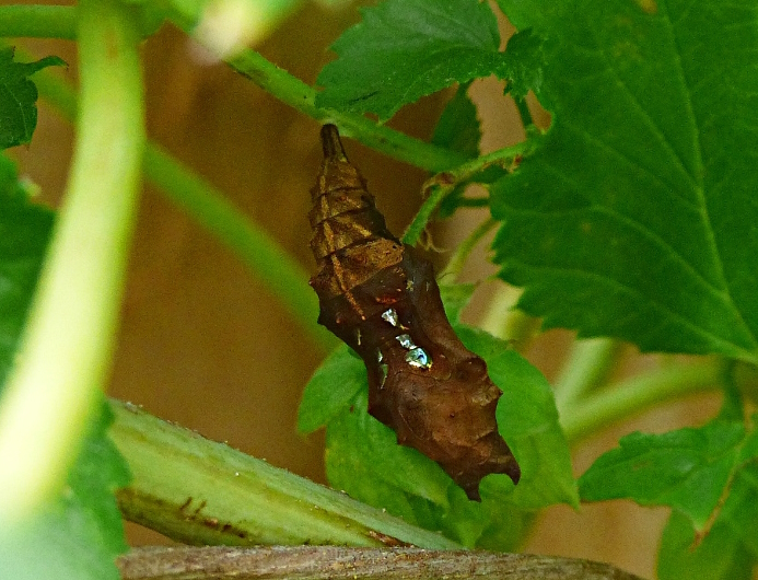 Comma pupa on hop garden 2 Sep 19