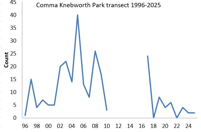 Comma Knebworth Park transect abundance chart Comma Knebworth Park transect abundance chart
