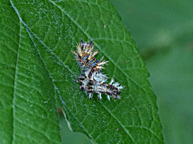 Comma larva on hazel Millennium Wood 1 Aug 17