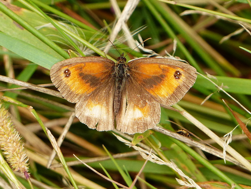 Gatekeeper at Fairlands Valley Park 5 Aug 16