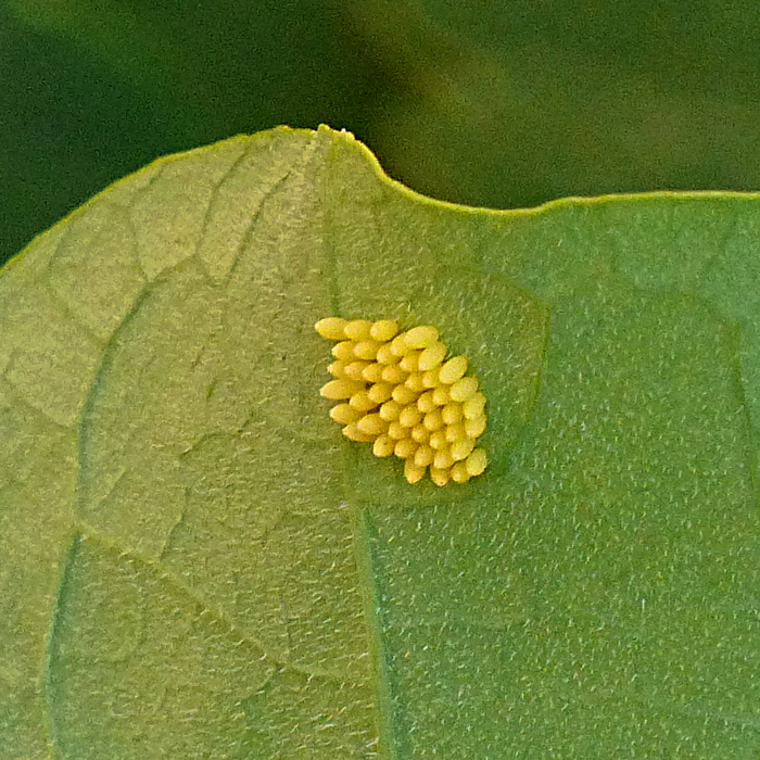 Large White eggs Stevenage 10 Sep 18