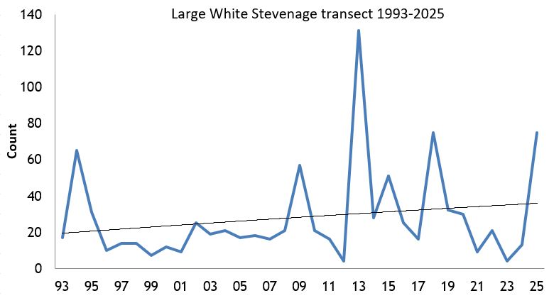 Large White Stevenage transect abundance chart