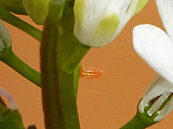 Orange-tip egg Stevenage garden 11 May 18