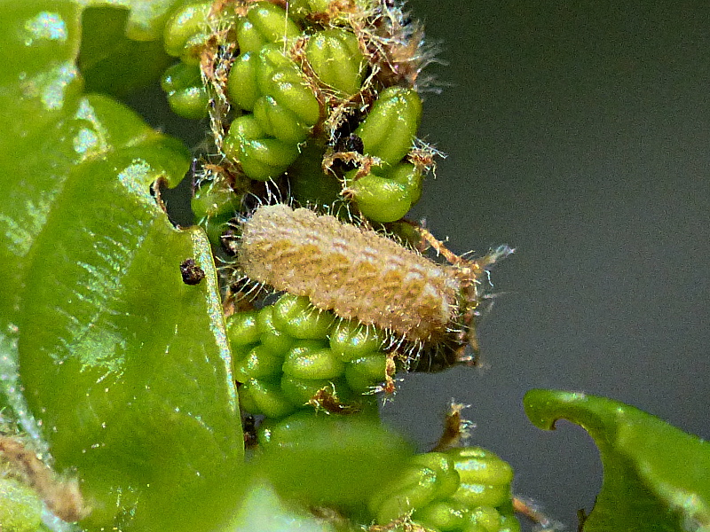 Purple Hairstreak larva Watery Grove 21 Apr 19
