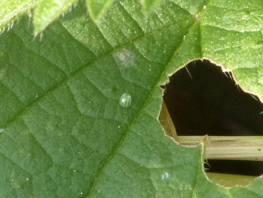 Red Admiral egg Knebworth Park 3 Nov 17