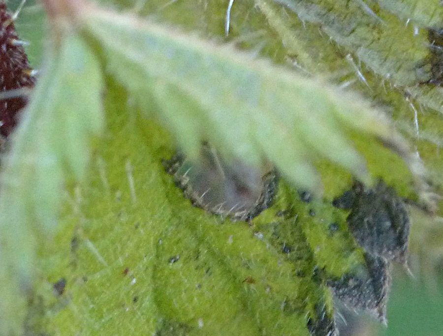 Red Admiral larvae Knebworth Park 9 Dec 17