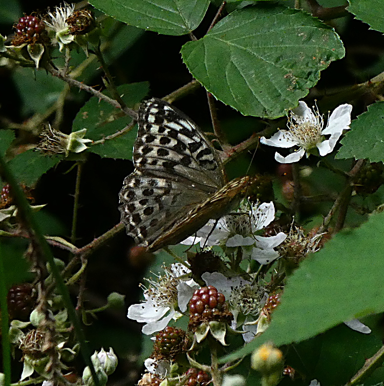 Silver-washed Fritillary valezina at Whomerley Wood 29 Jul 20