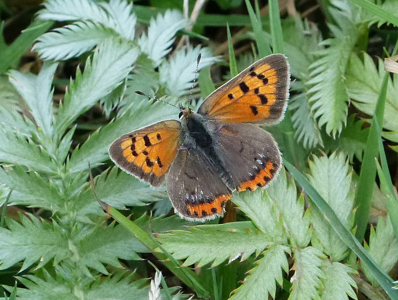 Small Copper ab caeruleopunctata Watery Grove 7 Sep 16