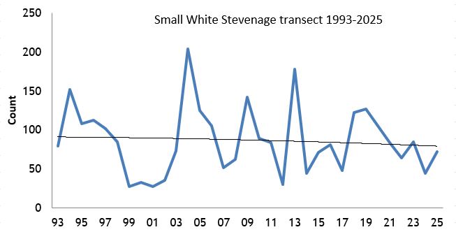  Small White Stevenage transect abundance chart