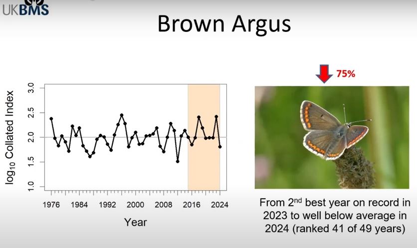 Brown Argus abundance (UKBMS)