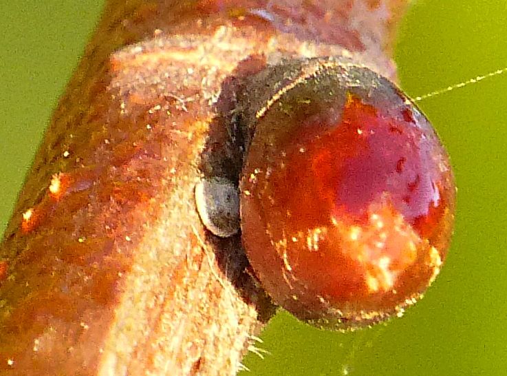 white-letter Hairstreak egg at Six Hills 21 Oct 18