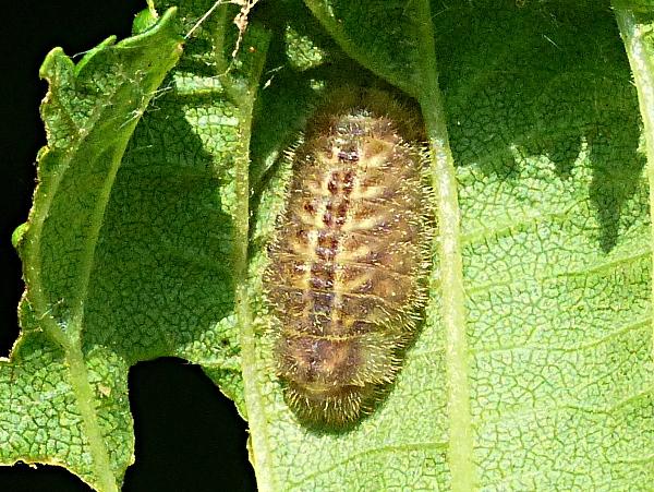 white-letter Hairstreak larva at Six Hills 27 May 18