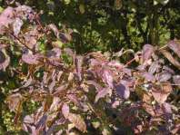 Dogwood in autumn