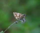 Grizzled Skipper Roosting