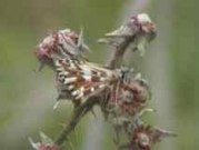 Grizzled Skipper Roosting