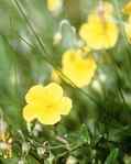 Rock Rose