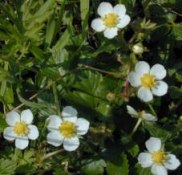 Wild Strawberry