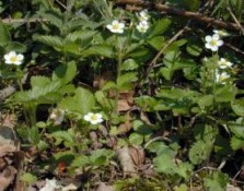 Wild Strawberry