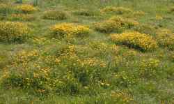 A view of Birds-foot Trefoil