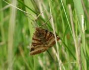 Burnet Companion moth