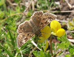 Dingy Skipper