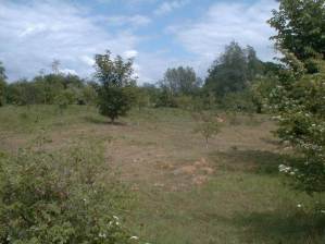 A typical Grizzled Skipper habitat in an old gravel pit site