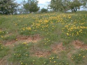A typical Grizzled Skipper habitat in an old gravel pit site