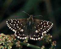Grizzled Skipper